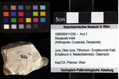 Foto (Objket + Etiketten) von Decapoda indet. 